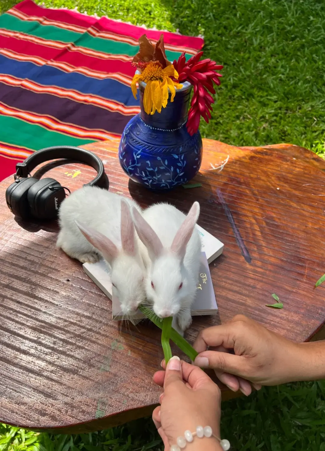 Feeding the farm rabbits by hand.